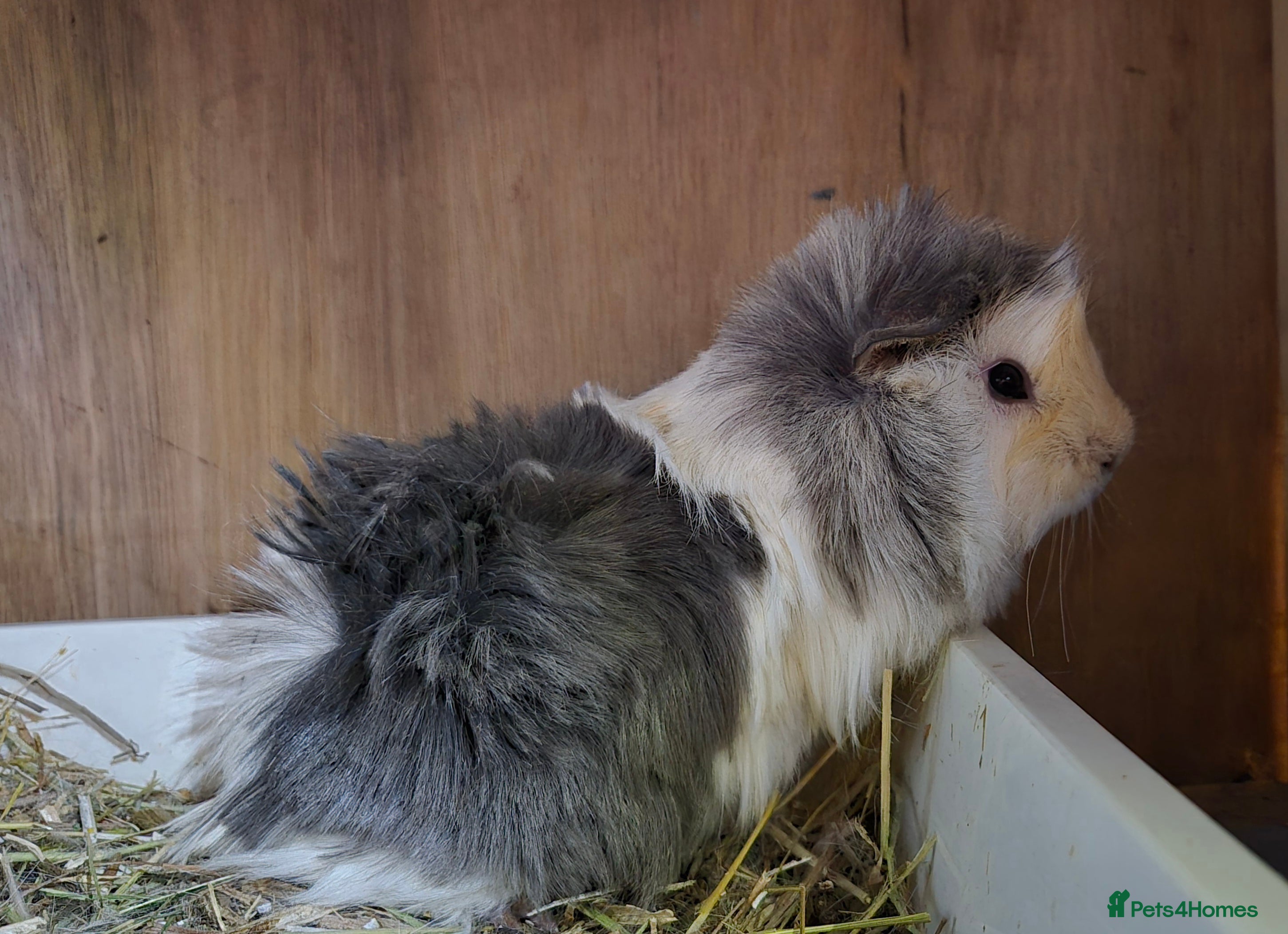 Guinea Pig rodents Young pair of abby boars.  - Advert 16