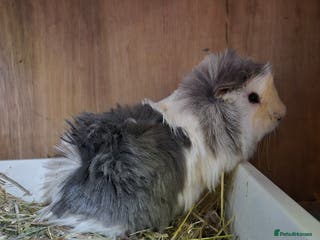 Guinea Pig rodents Young pair of abby boars. - Advert 16