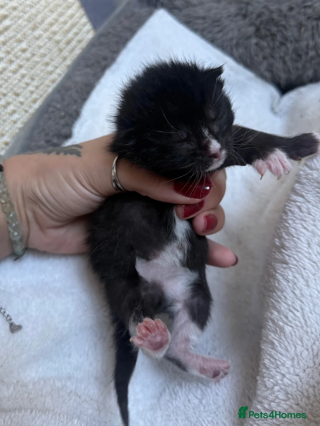 British Shorthair cats for sale: Bsh cross dsh kittens🩷 - Advert 6