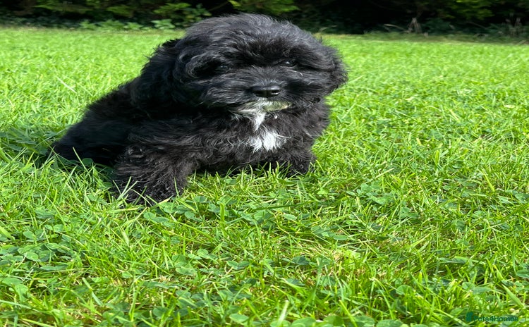 Cavapoo dogs - Advert 2
