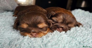 Shih Tzu dogs - Advert 8