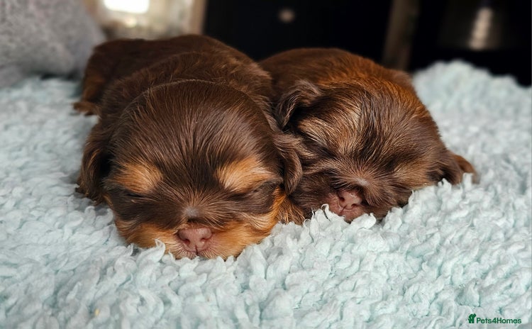 Shih Tzu dogs - Advert 6