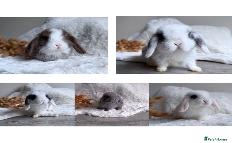 Mini Lop rabbits - Advert 11