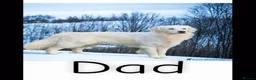 Goldador dogs for sale: 🐾 Stunning Goldador puppies 1 boy available 🐾 - Advert 18