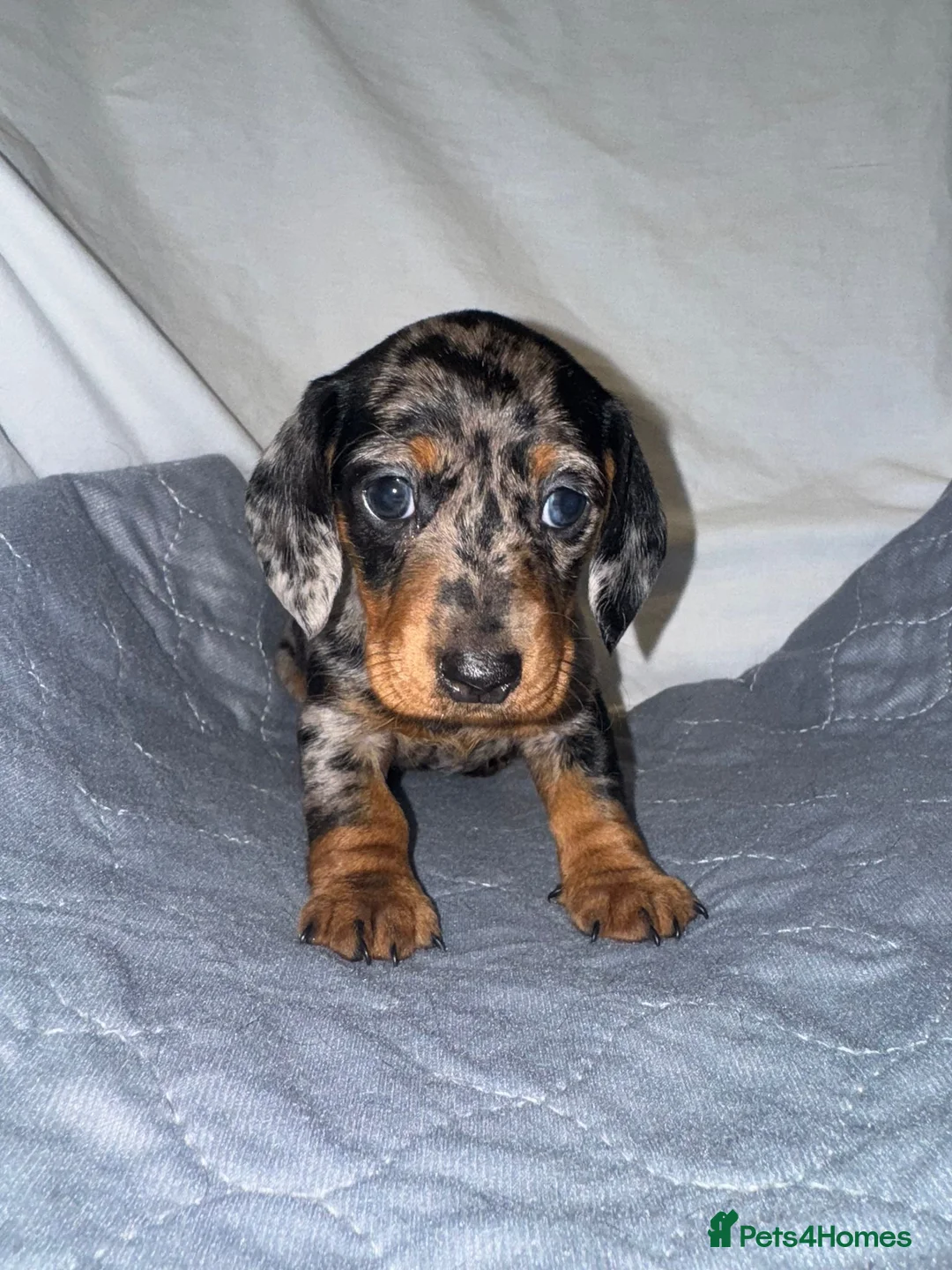 Dachshund dogs for sale: Miniature dashhound  - Advert 6