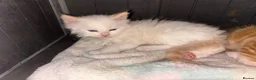 Mixed Breed cats for sale: 5 beautiful kittens   - Advert 8