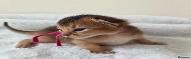 Abyssinian Kitten 5