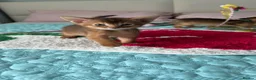 Abyssinian cats for sale: Abyssinian kittens 🌟😻🌟 - Advert 11