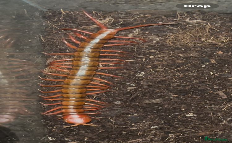 Centipedes invertebrates - Advert 1