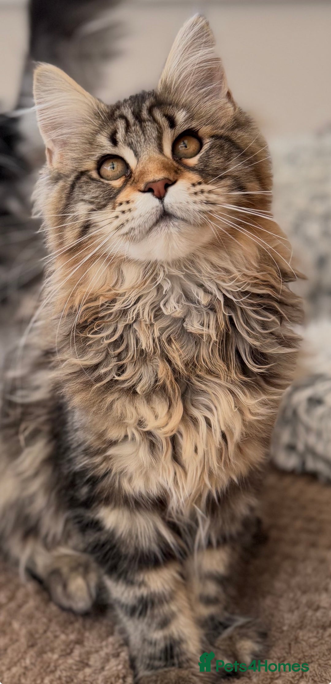 Maine Coon cats for sale: Outstanding pedigree kittens ACTIVE - Advert 3