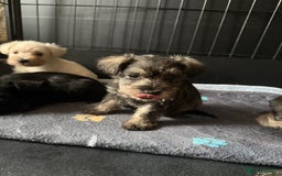 Miniature Schnauzer dogs for sale: Stunning Mini schnauzers kc reg puppies - Image 7