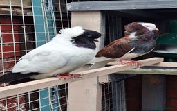 Pigeons birds for sale: 10 Pigeons for sale - Advert 26