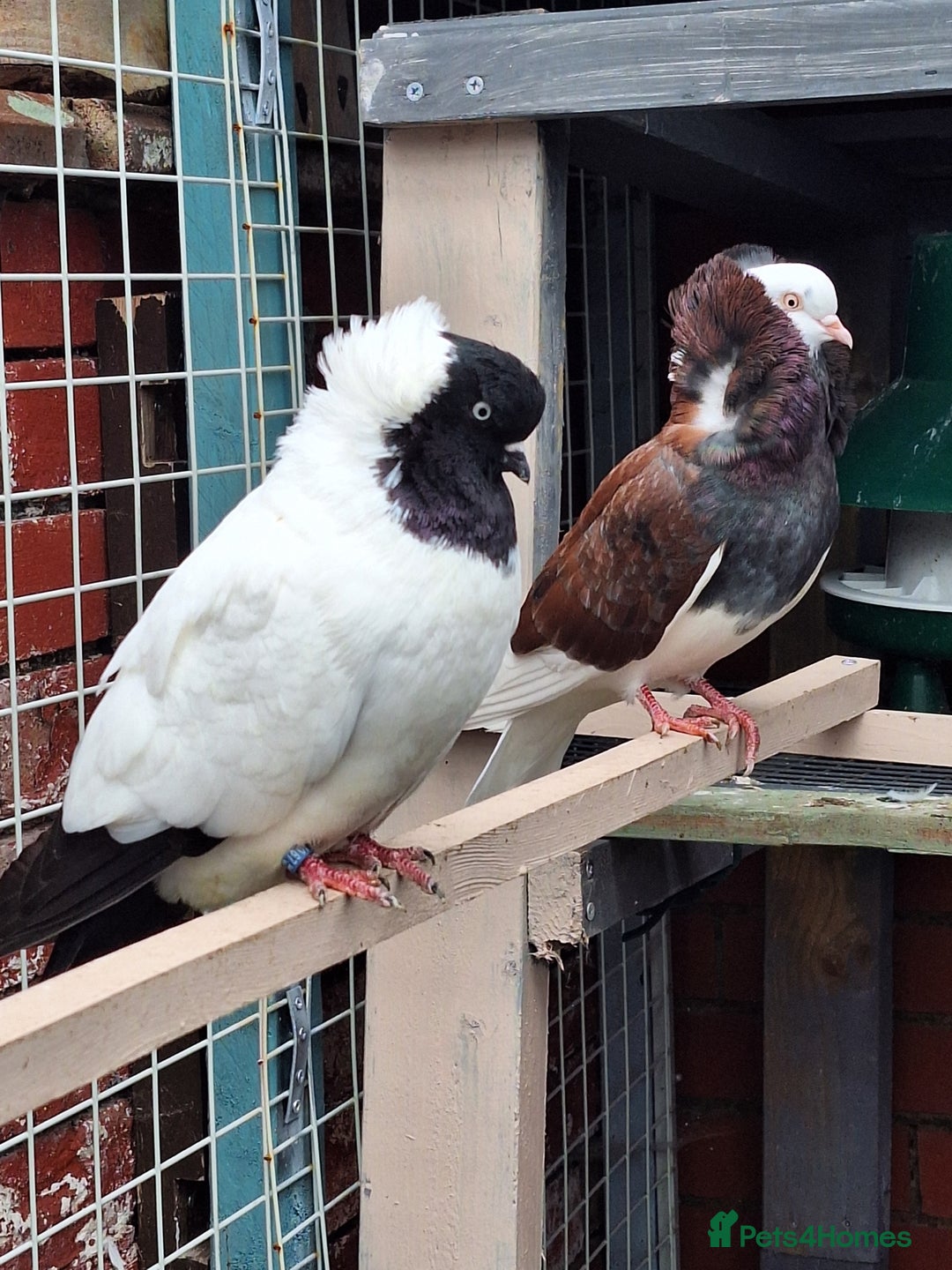 Pigeons birds for sale: 10 Pigeons for sale - Advert 26