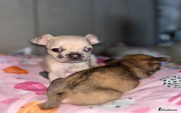 Mixed Breed dogs for sale: BLUE EYE FRUG/ JUG PUPPIES  - Image 6