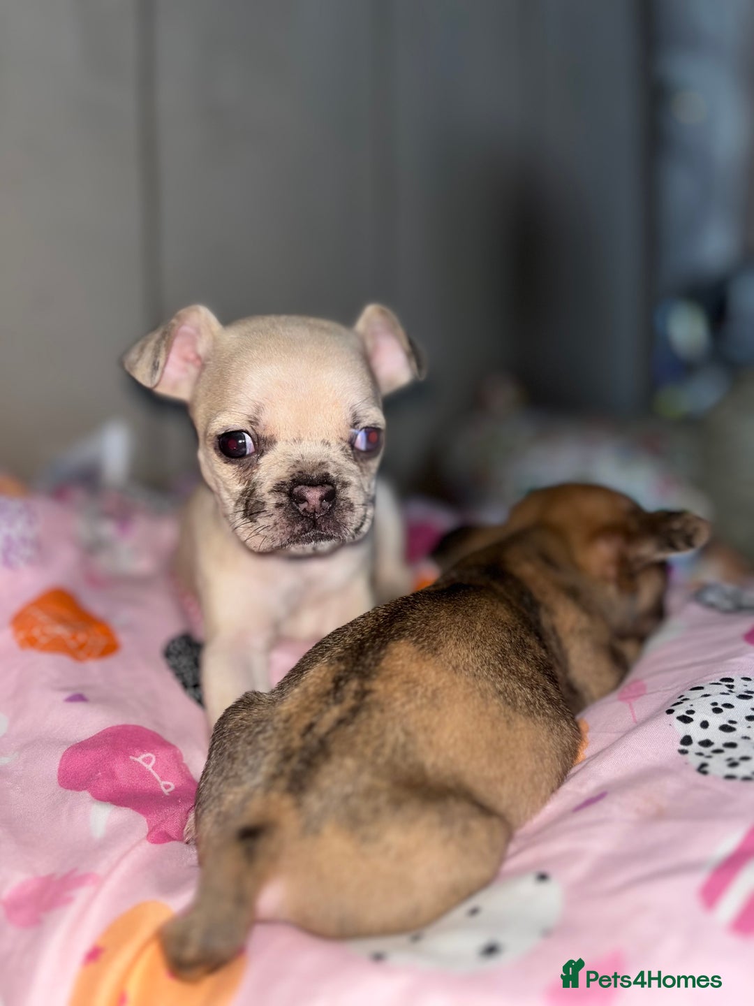 Mixed Breed dogs for sale: BLUE EYE FRUG/ JUG PUPPIES  - Image 6