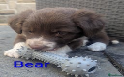 Border Collie dogs for sale: Red and white border collie/Sheepdog Pups - Image 11