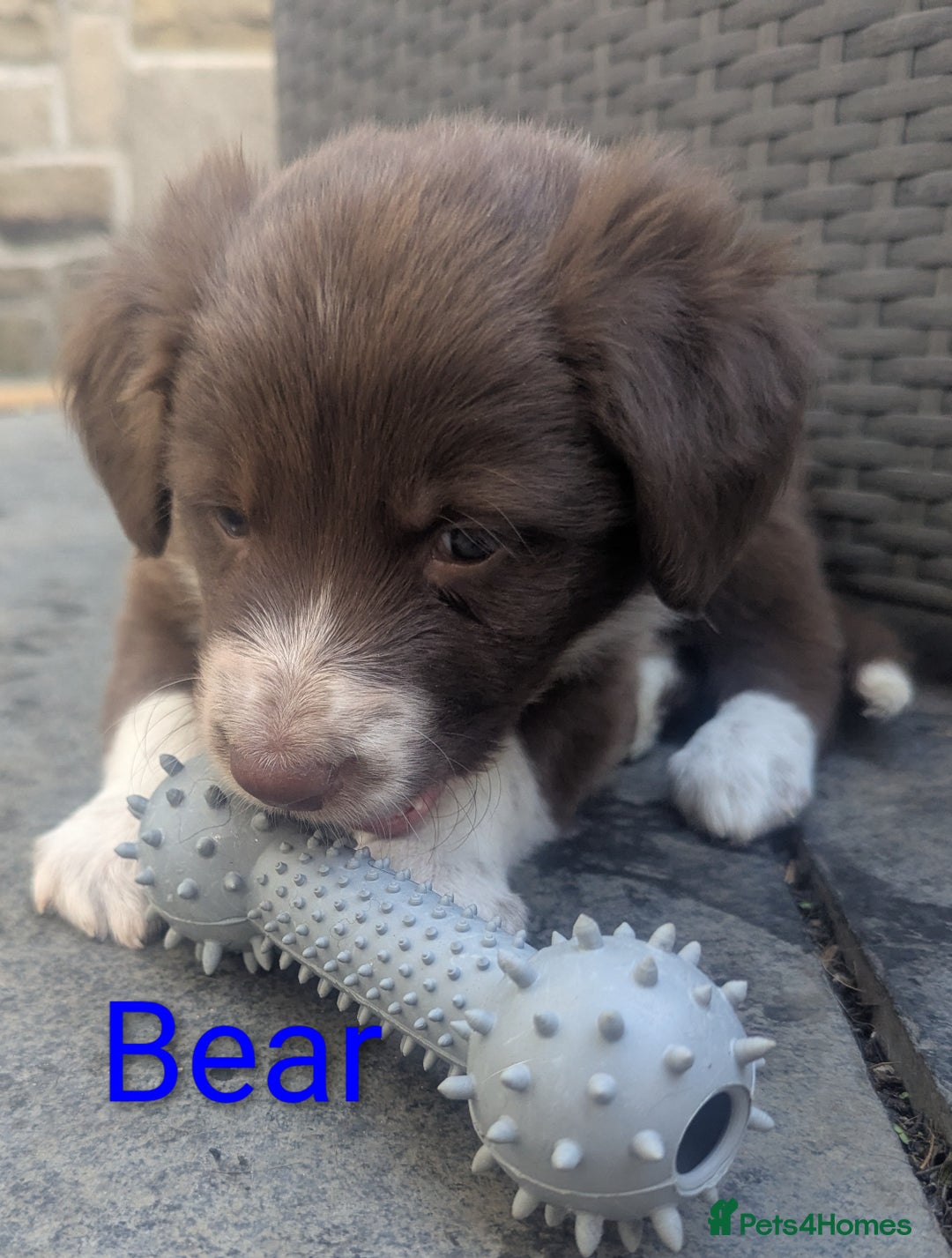 Border Collie dogs for sale: Red and white border collie/Sheepdog Pups - Image 11