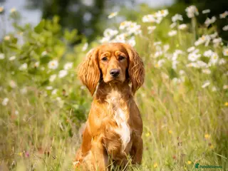 Cocker Spaniel dogs Kc reg red working cocker for stud - Advert 4