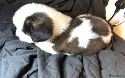 Saint Bernard dogs for sale: Saint Bernard puppies  - Image 20