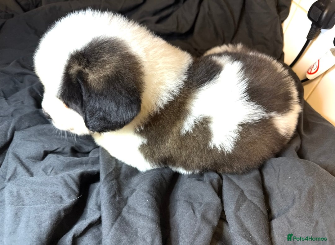 Saint Bernard dogs for sale: Saint Bernard puppies  - Image 20