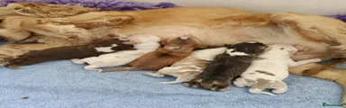 Puppy 3