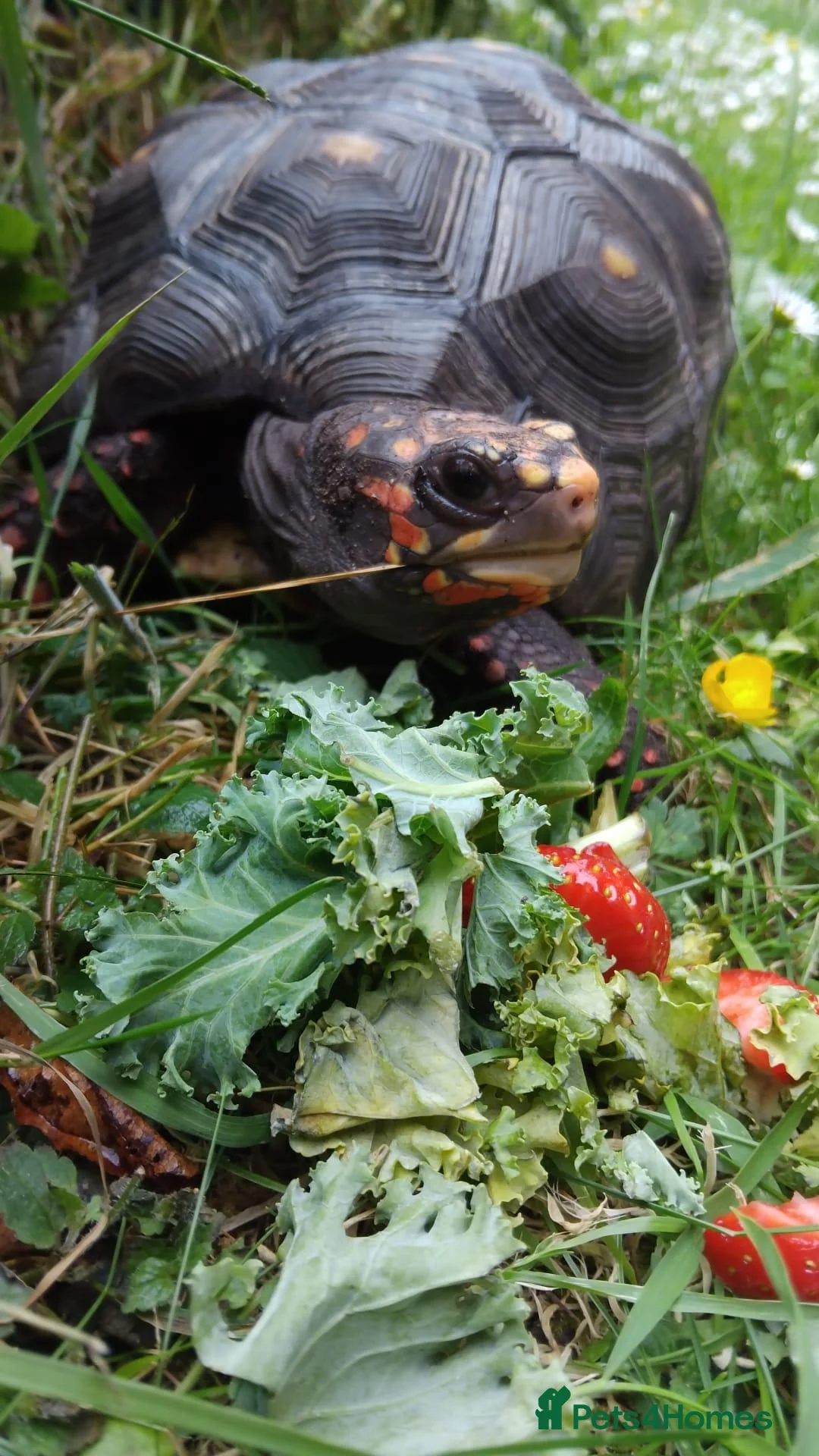 Tortoise reptiles for sale: Tortoise  in Sunderland - Advert 5