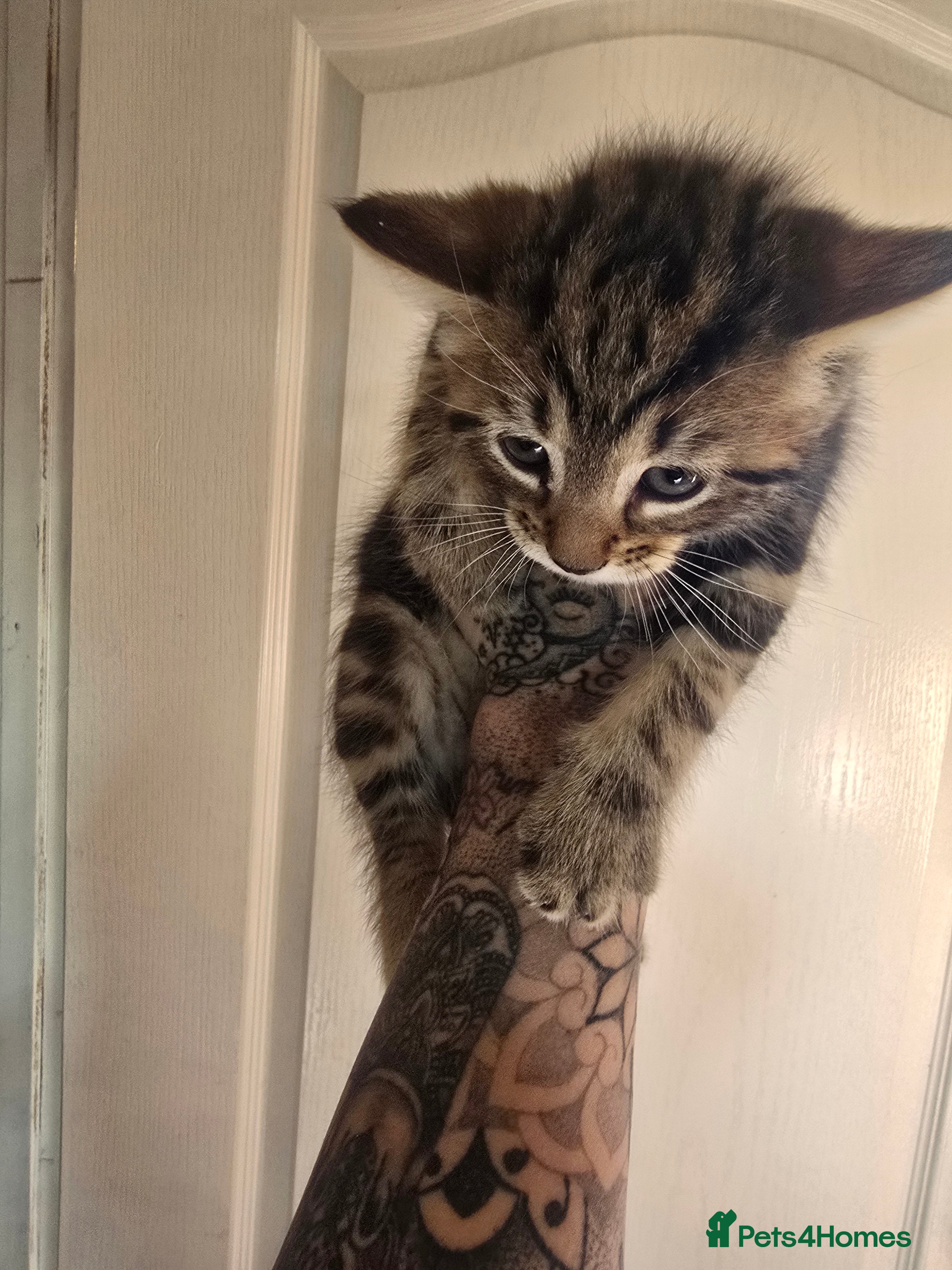 Mixed Breed cats for sale: 5 beautiful kittens looking for their forever home in Fleetwood - Advert 12