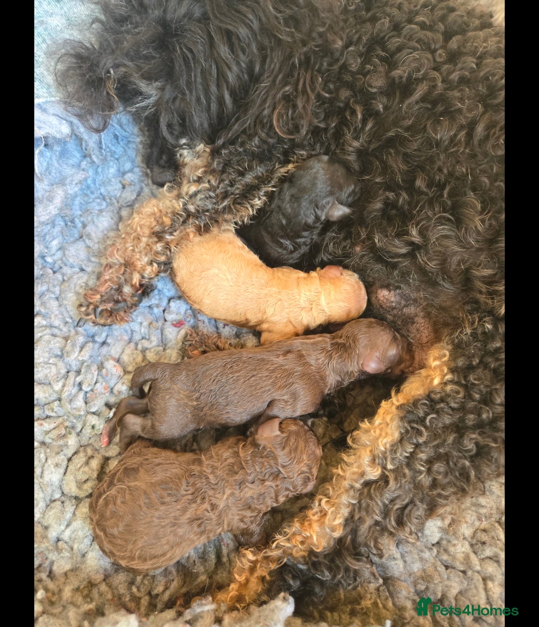 Toy Poodle dogs for sale: KC Reg stunning tiny Choc Apricot Girl Toy Poodle - Image 15