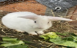 Mixed Breed rabbits for sale: Baby Rabbits and a Mama & female baby.  - Image 5