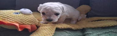 Bichon Frise 2