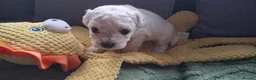 Bichon Frise dogs for sale: Dogs for sale  - Advert 14