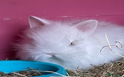 Lionhead rabbits for sale: 2 male left. 6 females  - Image 16