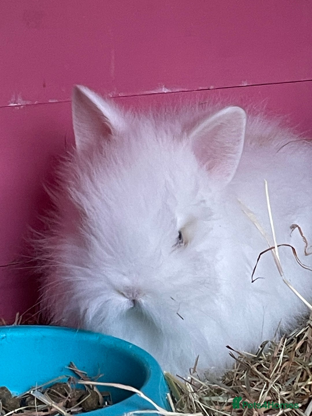 Lionhead rabbits for sale: 2 male left. 6 females  - Image 16