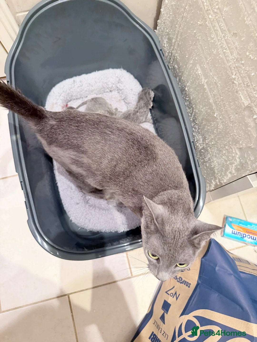 Russian Blue cats for sale: Beautiful Russian Blue Kitten for Sale tica pedig in London - Advert 1