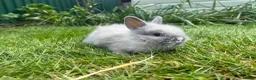 Lionhead rabbits for sale: Beautiful mini double maned lionheads  - Advert 3
