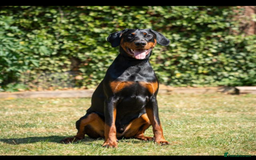 Dobermann dogs for sale: Doberman - Image 1