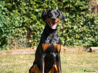 Dobermann dogs for sale - Advert 1
