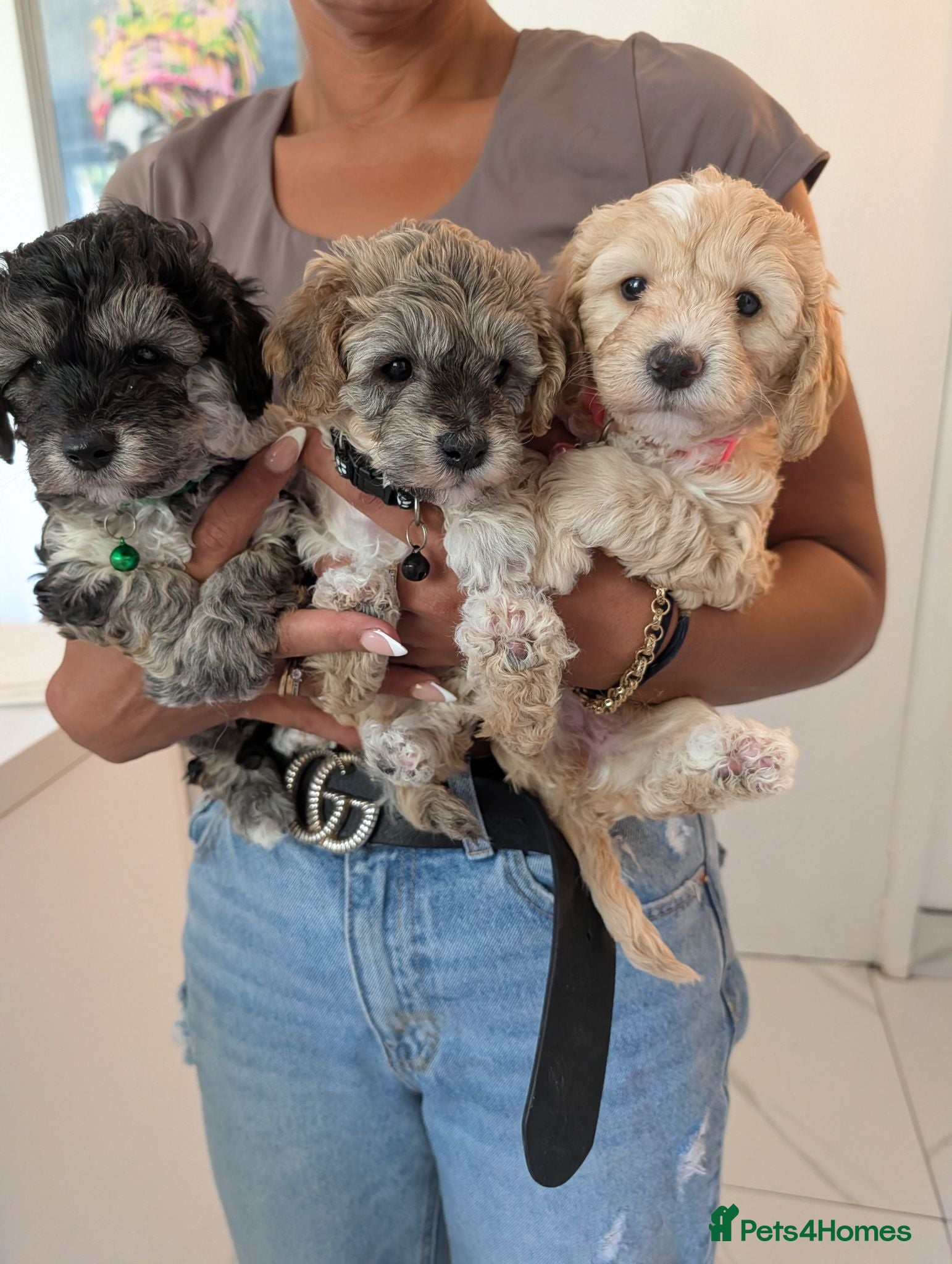 Cavapoochon dogs Stunning little of cavapoochon puppies  - Advert 1