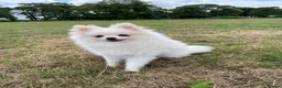 Pomeranian dogs for sale: Stunning little Pomeranian KC white Boy - Advert 1