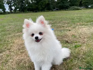 Pomeranian dogs Stunning little Pomeranian KC white Boy - Advert 9