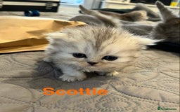 Persian cats for sale: Gorgeous litter of 6 PKD Negative Persian kittens - Image 17