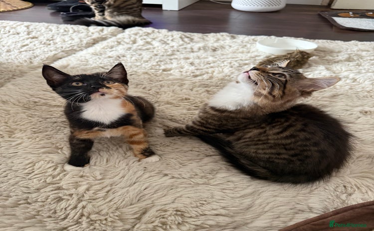 Mixed Breed cats - Advert 3