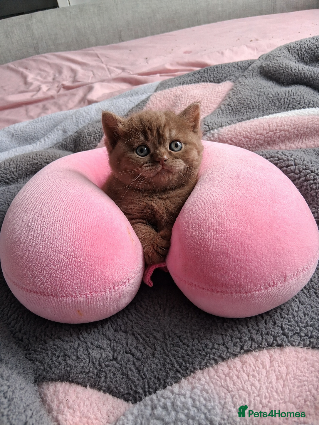 British Shorthair cats British shorthaired chocolate kittens  - Advert 3