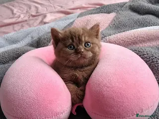 British Shorthair cats British shorthaired chocolate kittens - Advert 3
