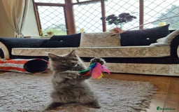 Maine Coon cats for sale: Stunning mainecoon/bsh kittens - Image 12