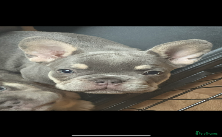 French Bulldog dogs - Advert 6