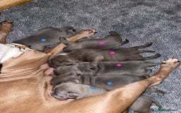 Staffordshire Bull Terrier dogs for sale: Stunning Staffordshire Bullterrier Puppies  - Image 12