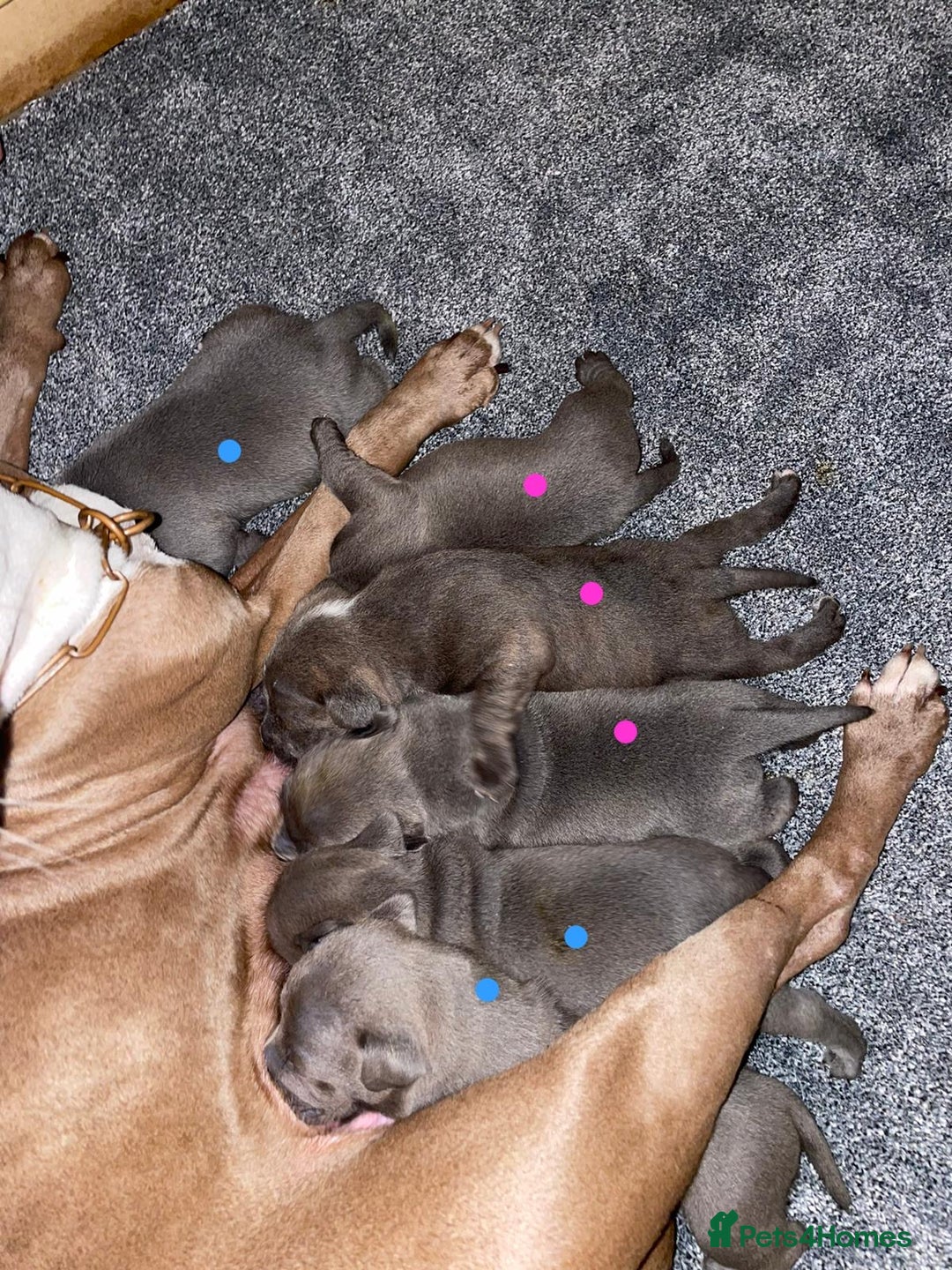 Staffordshire Bull Terrier dogs for sale: Stunning Staffordshire Bullterrier Puppies  - Image 12