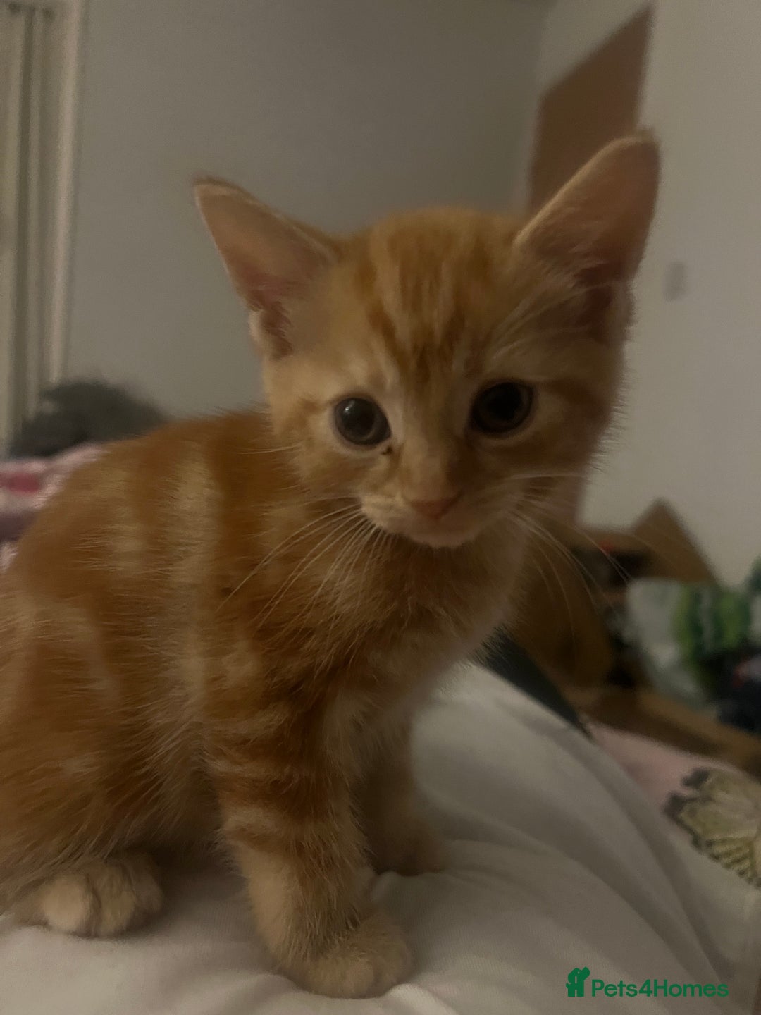 Mixed Breed cats for sale: 2 black male kittens ginger female  - Image 4