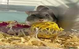 Hamster rodents for sale: Need my female hamster Clover Rehomed 🥺 - Image 2